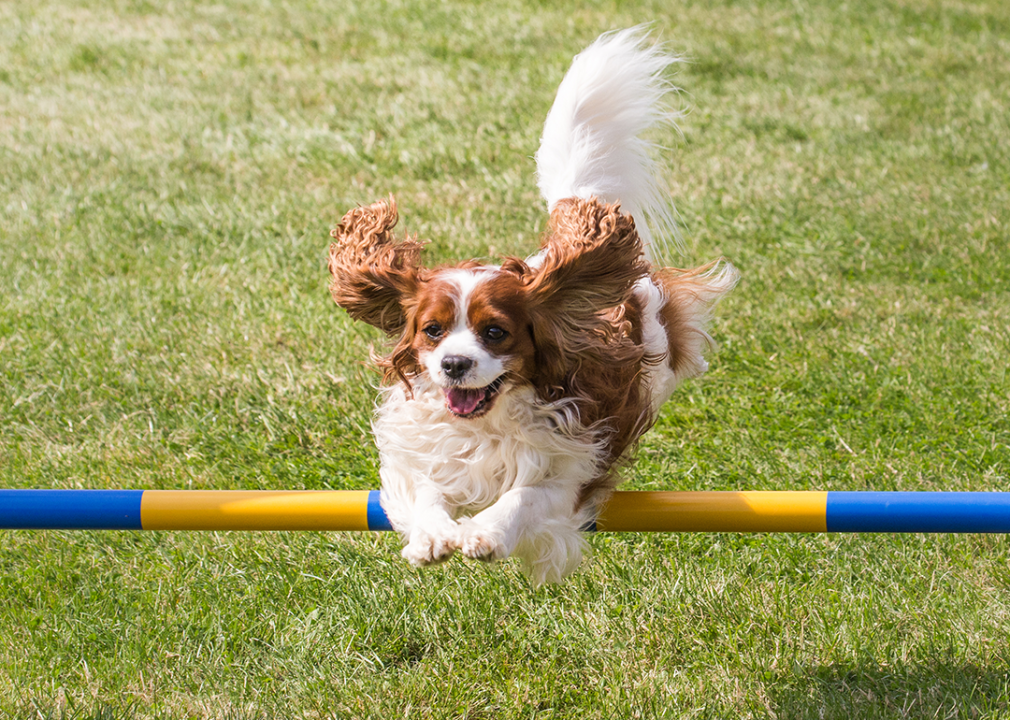 #19. Cavalier King Charles spaniel
